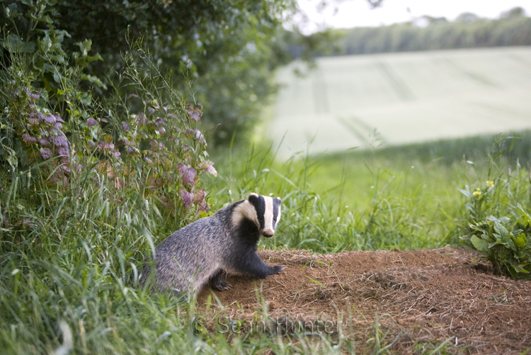 Eurasian badger by sett entrance at the edge of a wheat field