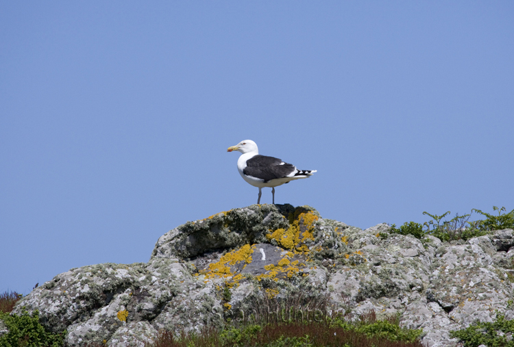 Great black-backed gull on Skomer Island