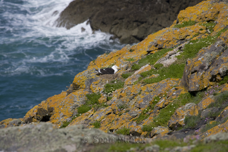 Great black-backed gull sitting on nest on Skomer Island