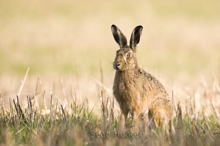 European brown hare in a stubble field