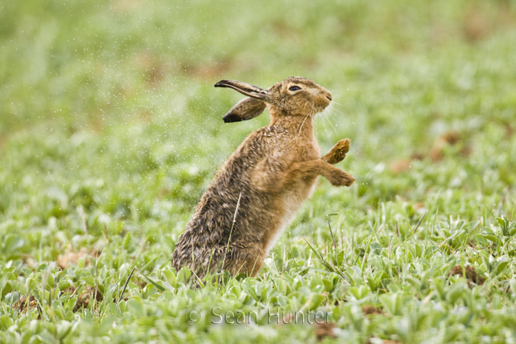 European brown hare shakes rain off fur