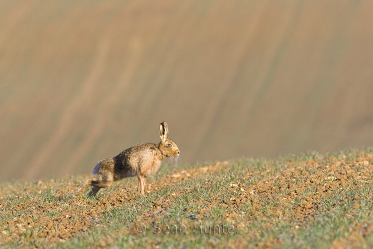 European brown hare stretching in a field of winter wheat