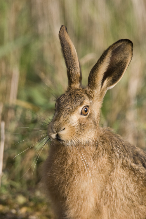 Portrait of a European brown hare