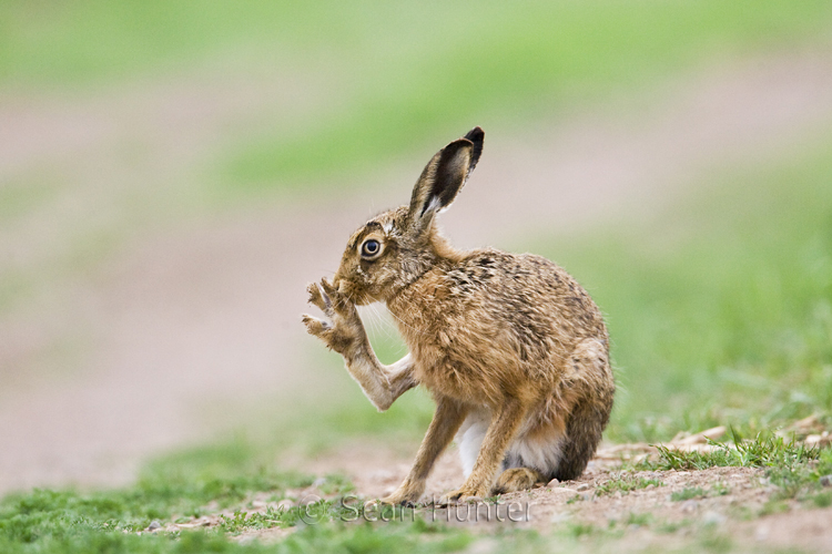 European brown hare grooming on a farm track