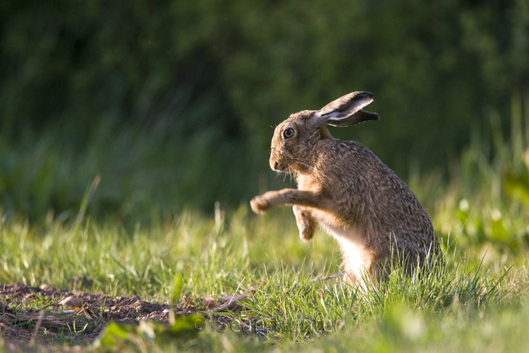 European brown hare grooming at the edge of a farm track