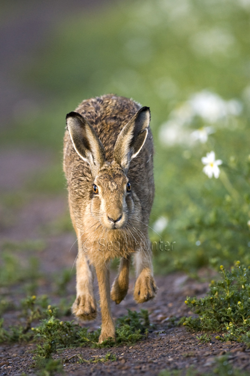 European brown hare running on a farm track