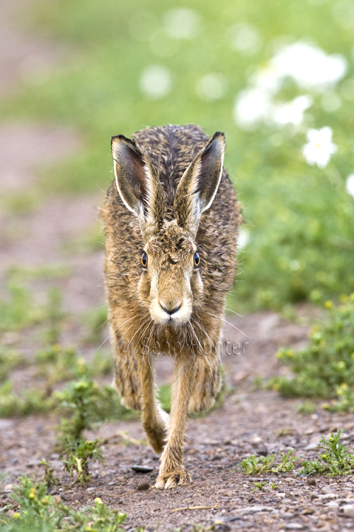 European brown hare running on a farm track