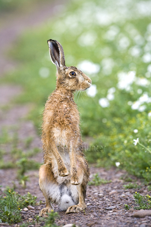 European brown hare stsnding on hind legs on a farm track