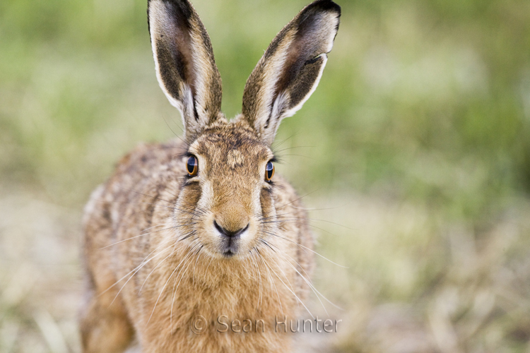 European brown hare portrait