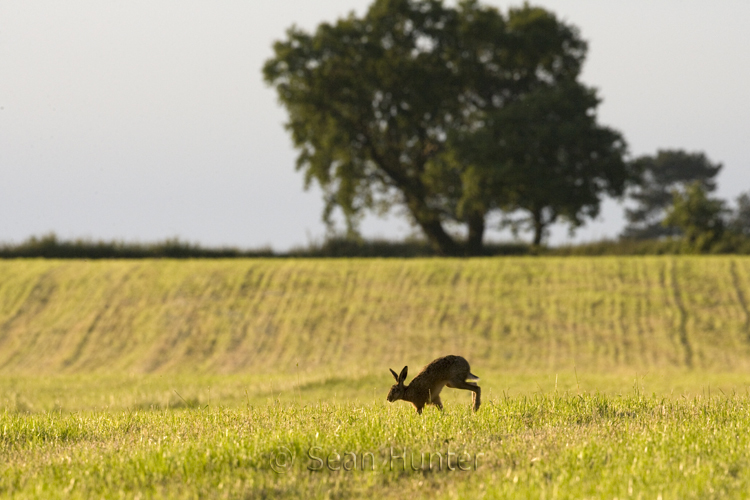 Silhouette of a European brown hare running across a field