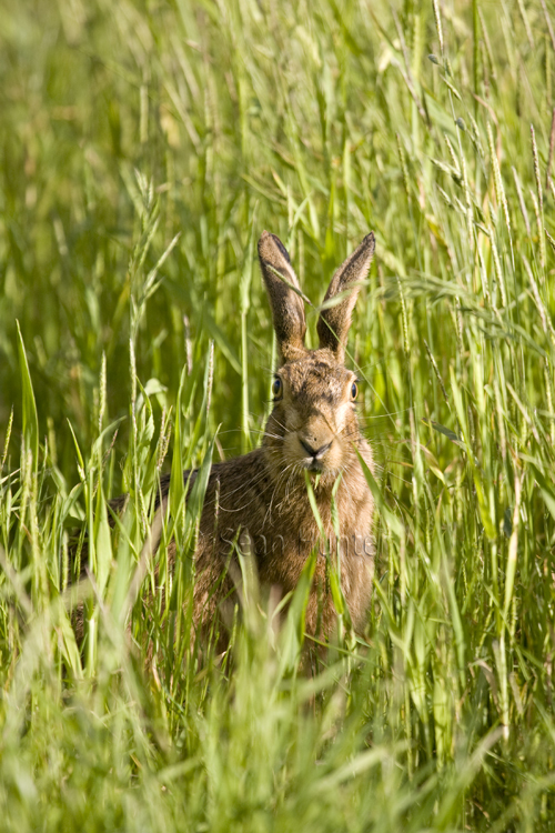 European brown hare eating barley