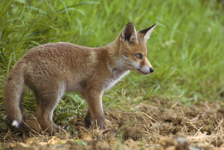 European red fox cub at the edge of a farmers field