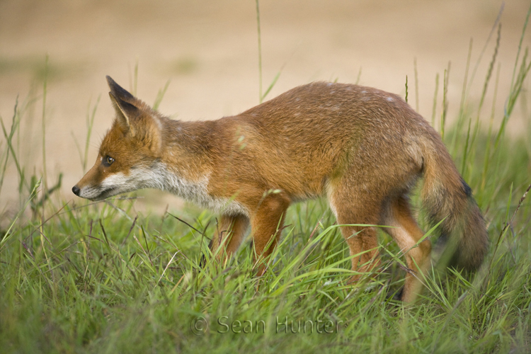 Young European red fox by a farm track