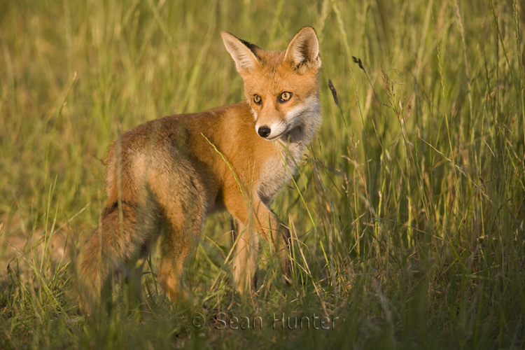 Young European red fox in the long grass in the early eveing sun