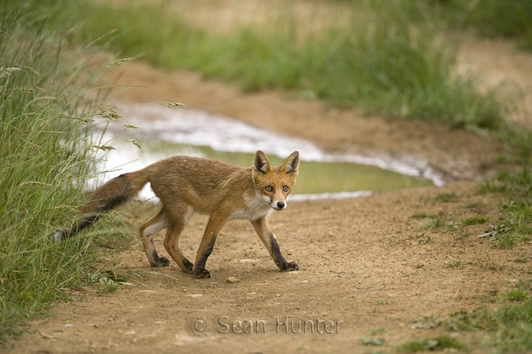 Young European red fox crossing a farm track after heavy rain