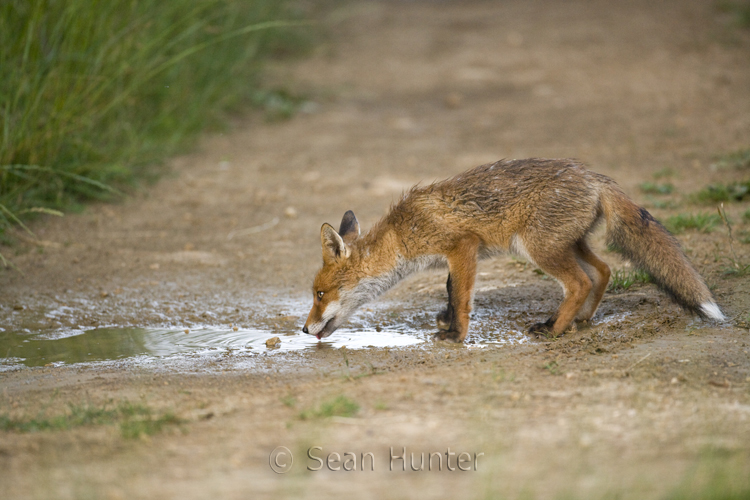 Young European red fox takes a drink from a puddle after heavy rain