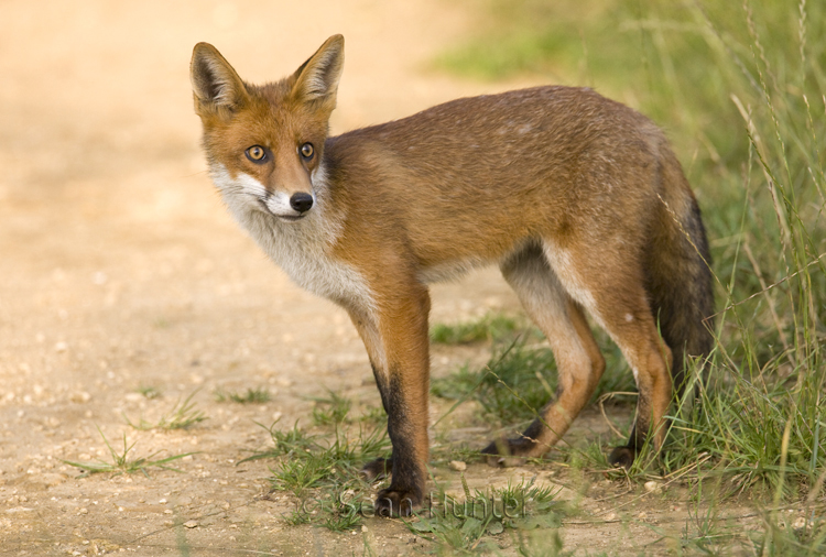 Young European red fox at the edge of a farm track