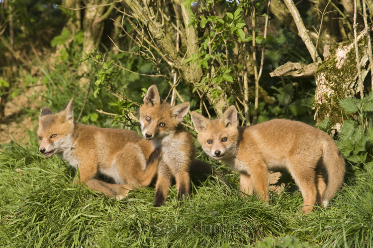 European red fox cubs under a hedgerow near den