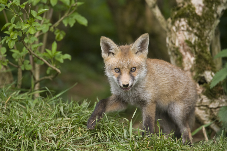 European red fox cub near den under a hedgerow