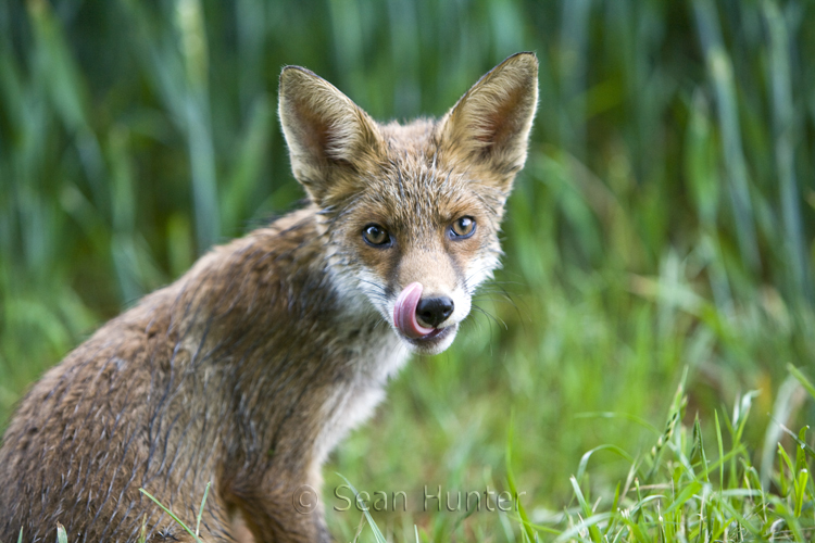 Young European red fox at the edge of a field of wheat licks nose