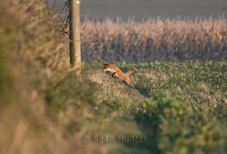 Red fox hunting on the edge of a field