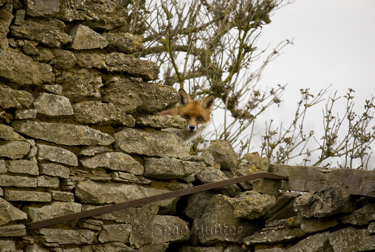 Red fox on top of a derelict barn