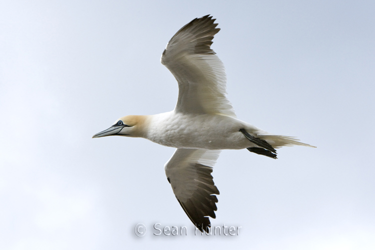 Gannet in flight over the Bass Rock