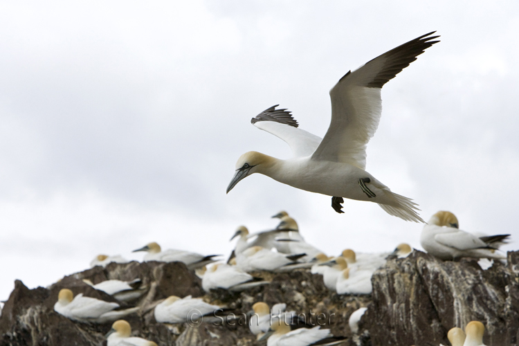 Gannet in flight over the Bass Rock