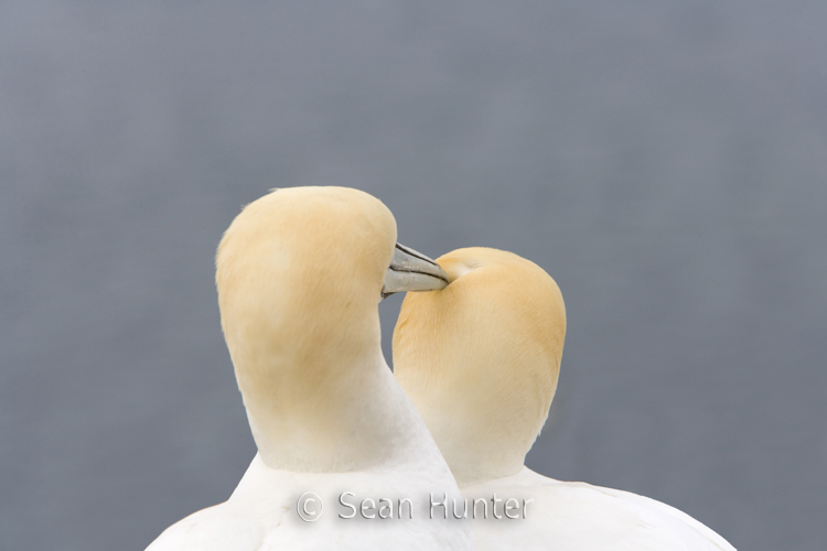 Gannets in courtship on the Bass Rock