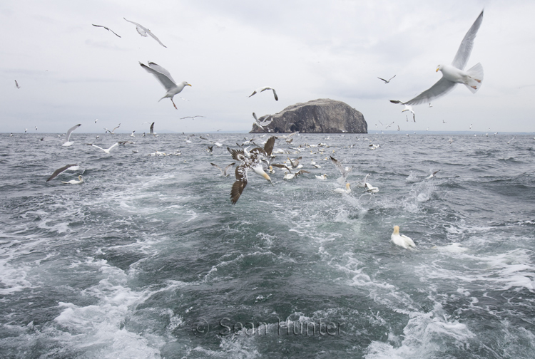Gannets and herring gulls in flight over the Bass Rock