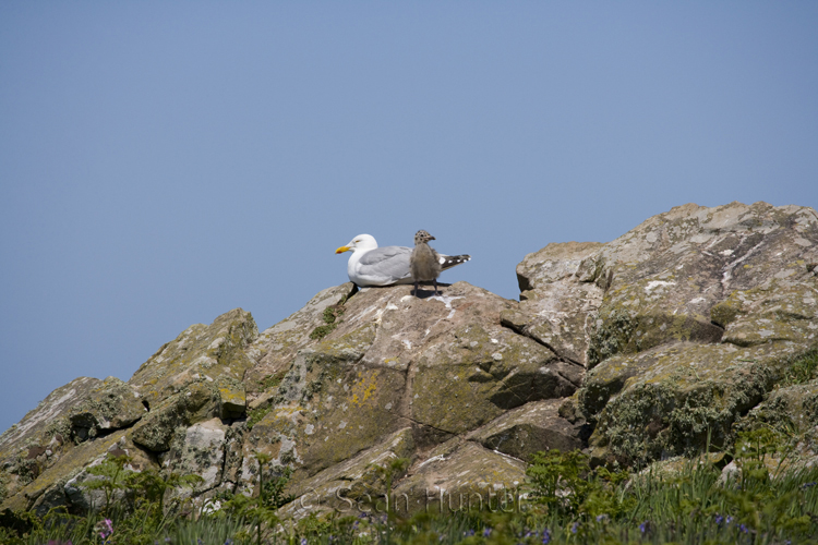 Herring gull and chick on Skomer Island