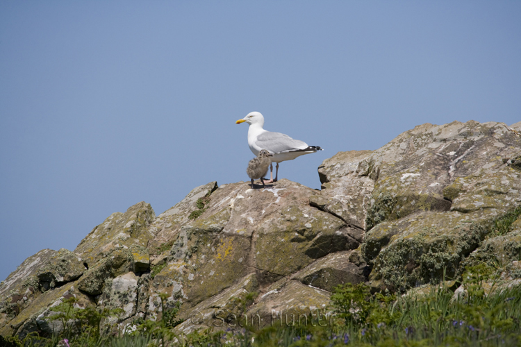 Herring gull and chick on Skomer Island