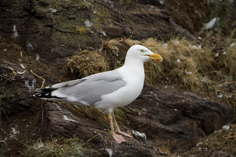 Herring gull, the Bass Rock