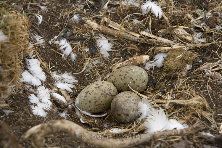 Herring gull eggs in nest on the Bass Rock