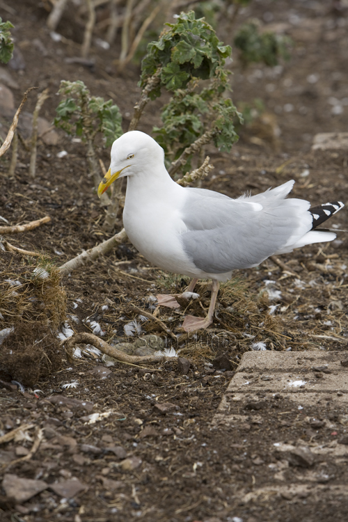 Herring gull at nest on the Bass Rock