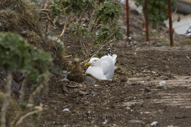 Herring gull sitting on nest on the Bass Rock