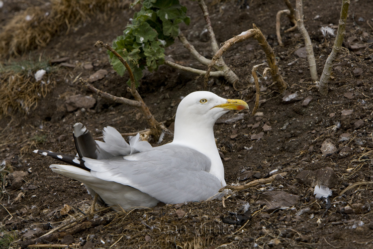 Herring gull sitting on nest on the Bass Rock