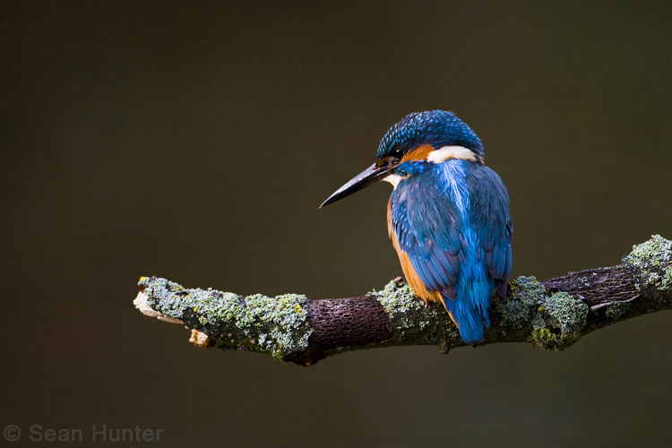 Kingfisher fishing from a perch