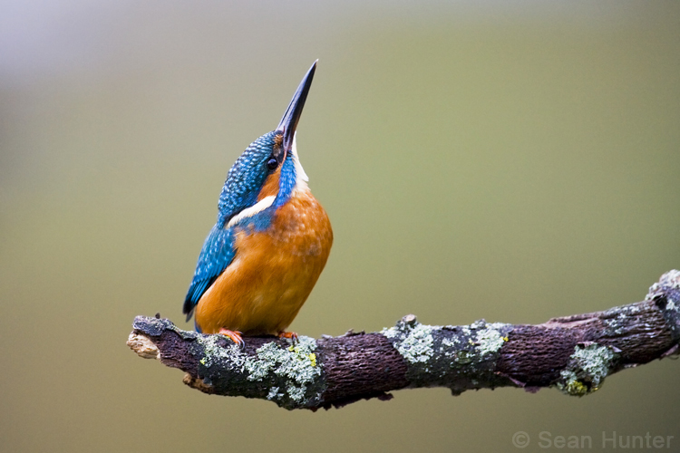 Kingfisher looking to the skies from a perch