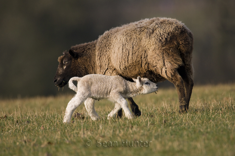 Ewe with lamb in a field
