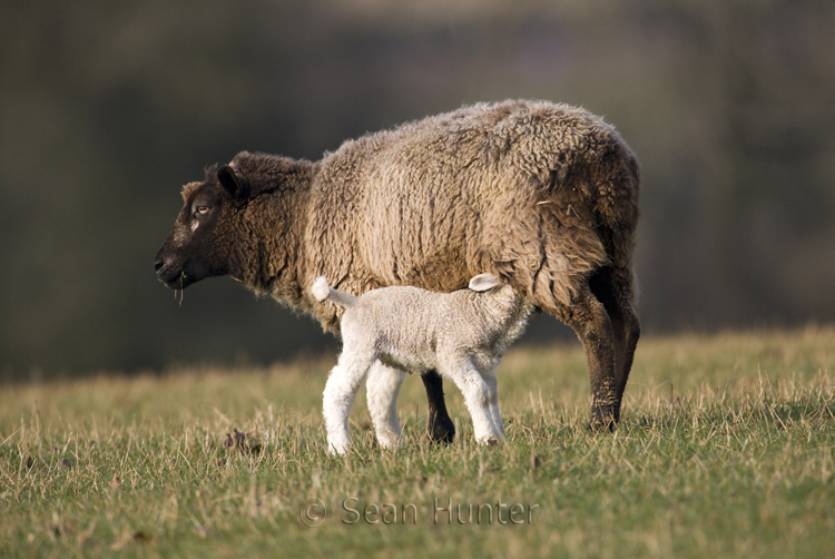Ewe with suckling lamb in a field