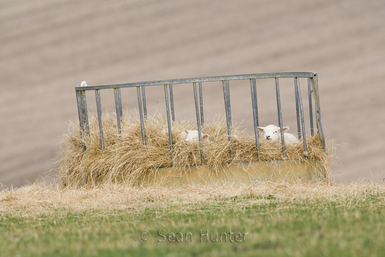 Lambs sleeping in a hay feeder in a field