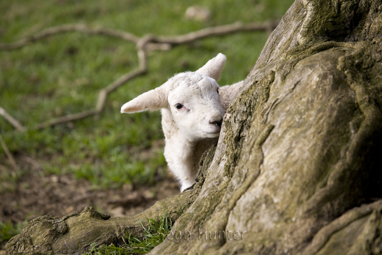 Lamb by tree