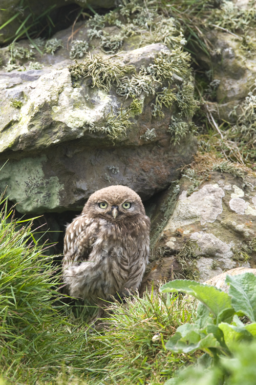 Juvenile little owl emerges from a hole in a stone wall