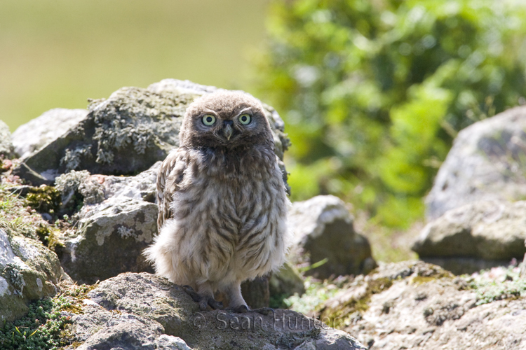 Juvenile little owl perches on a stone wall
