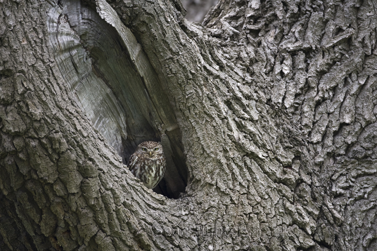 Little owl perches in hollow of a tree