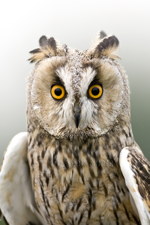 Long-eared owl with ear feathers down