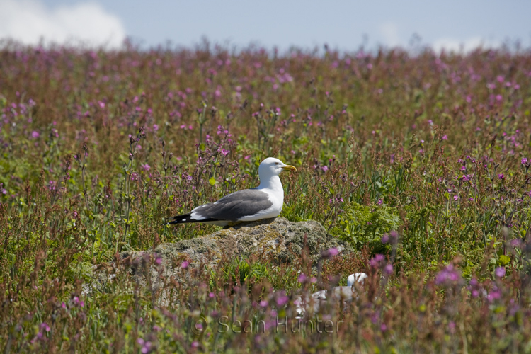 Lesser black-backed gull on Skomer Island