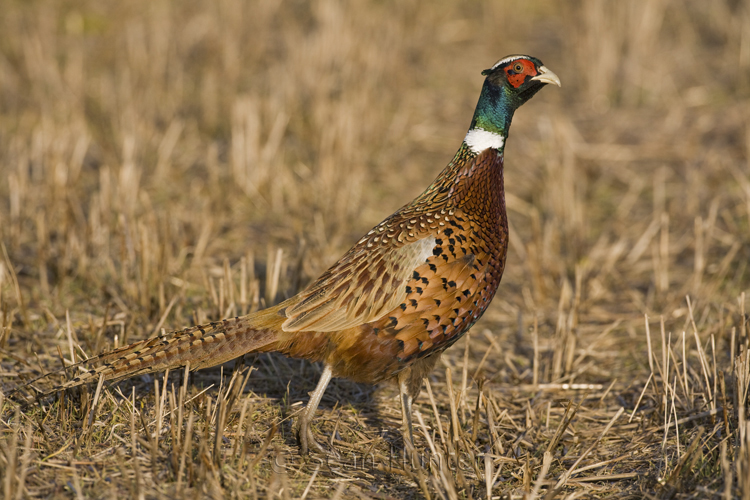 Male pheasant, pale variant, in a stubble field.