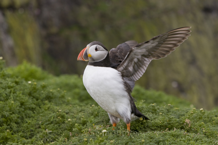 Atlantic puffin stretching wings